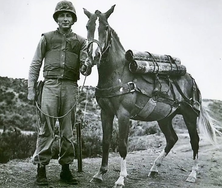 Korean War Horse Sergeant Recklesss