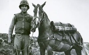Korean War Horse Sergeant Reckless