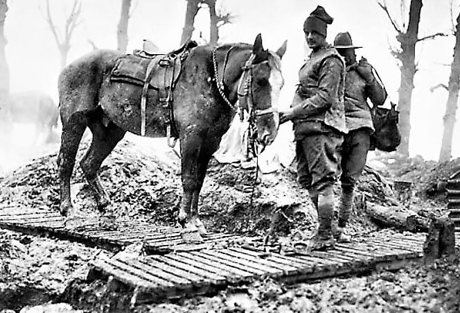 Artillery Horse WW1